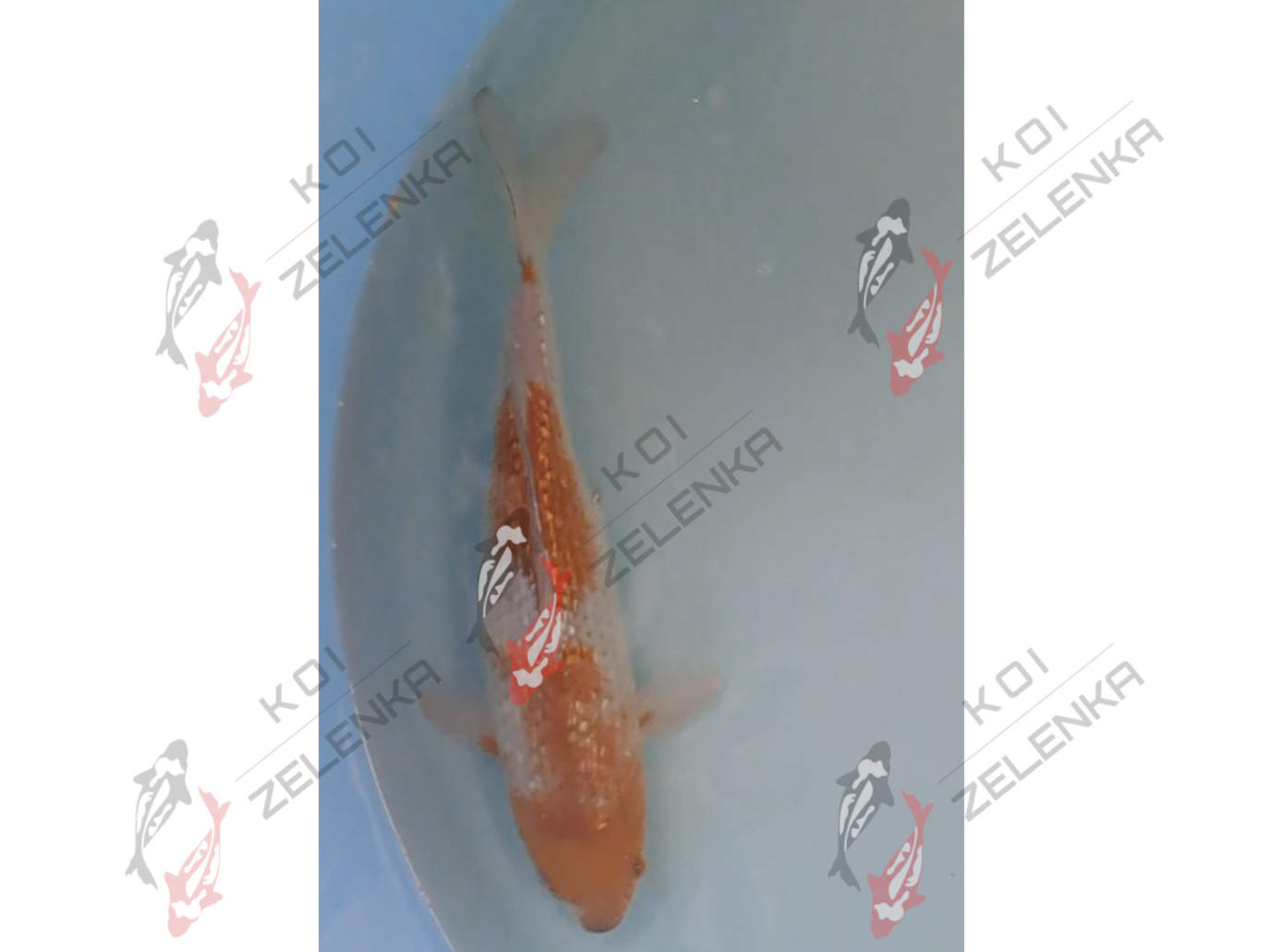 Koi - Ginrin Ochiba