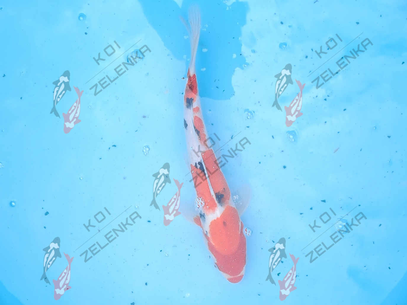 Koi - Sanke