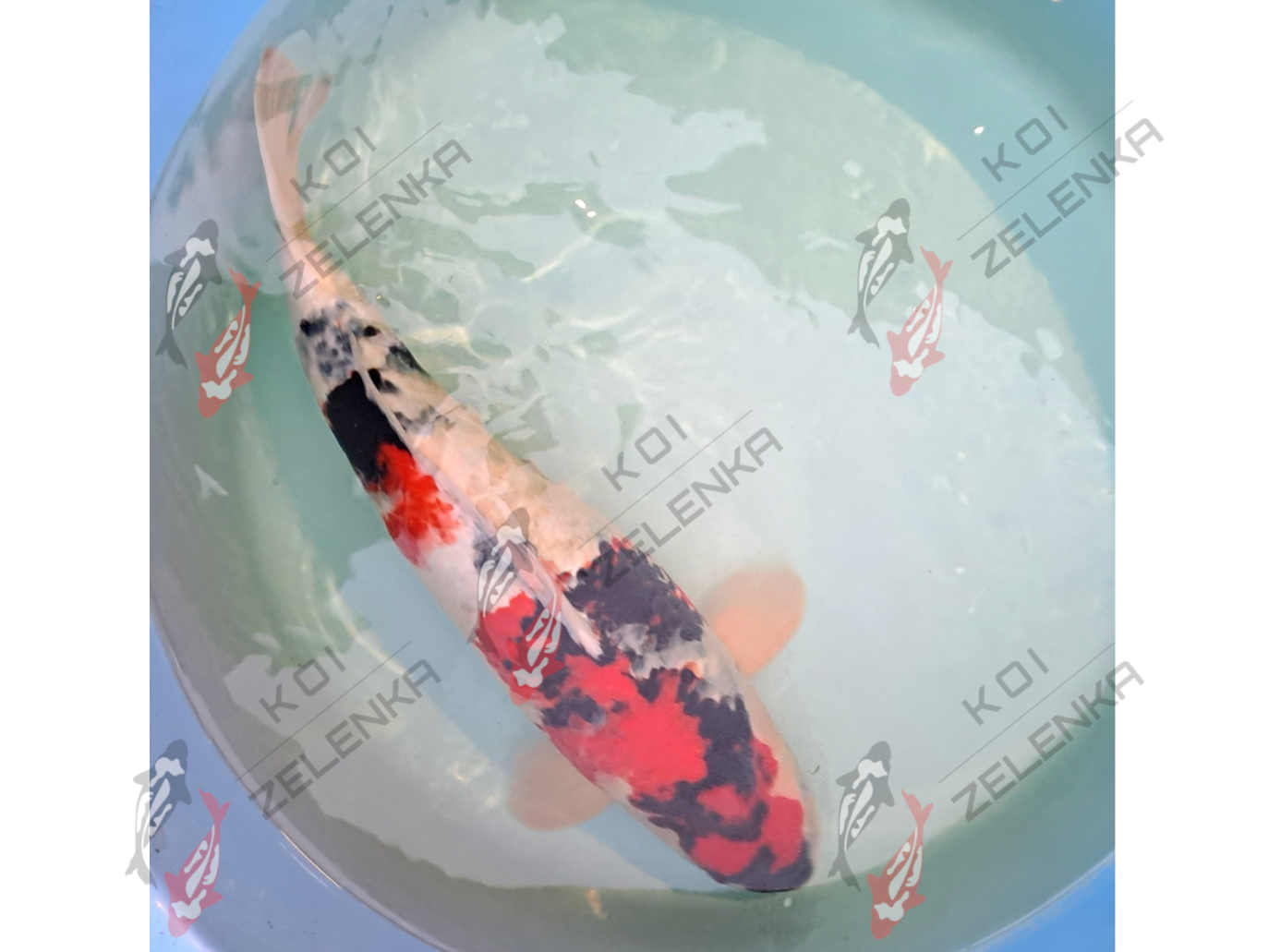 Koi - Showa