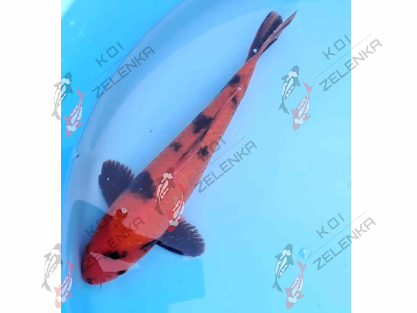 >Koi -  Hi Utsuri