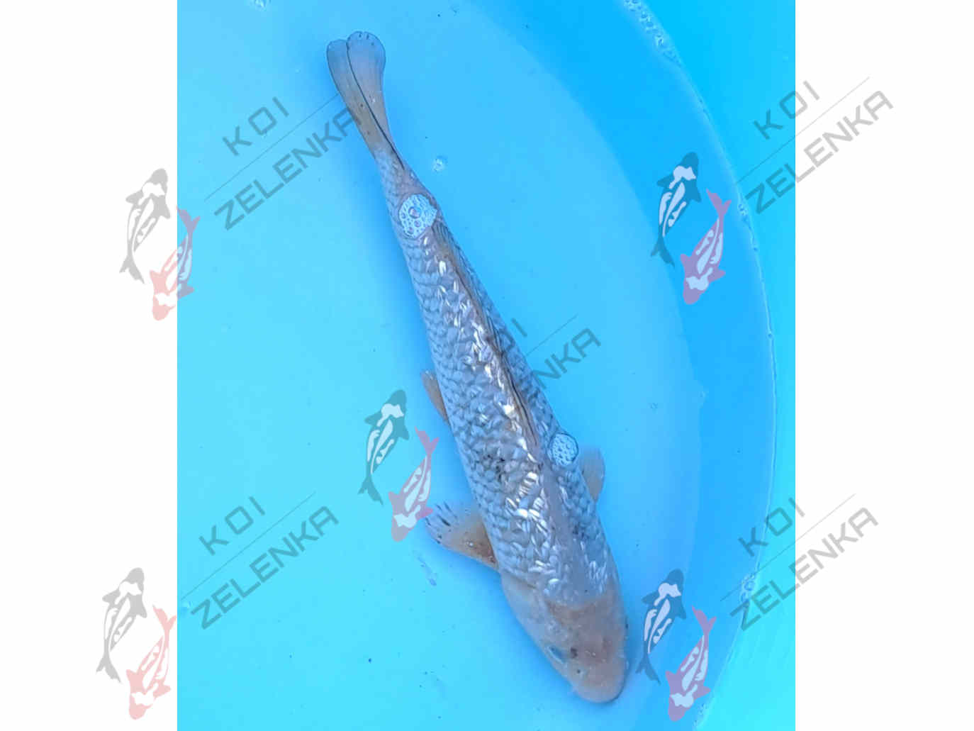 Koi -  Ginrin Saragoi