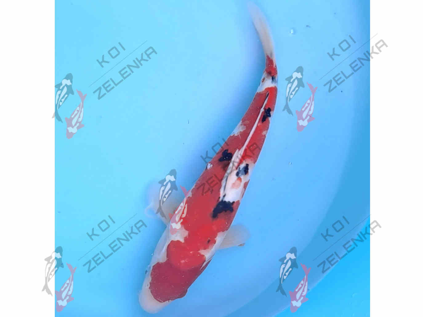 Koi - Sanke