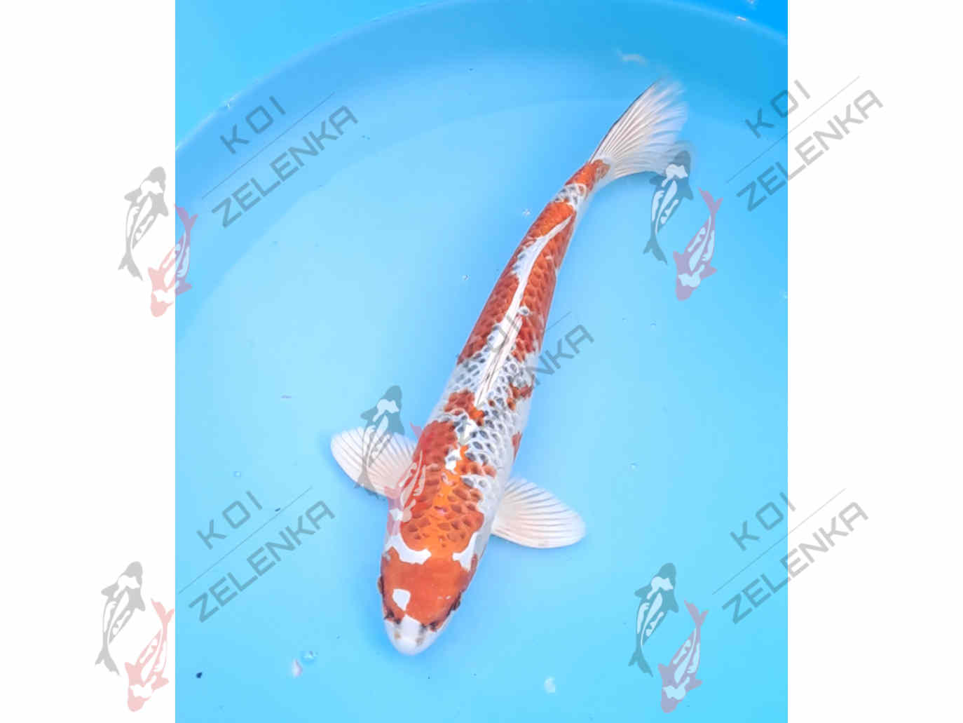 Koi -  Kujaku