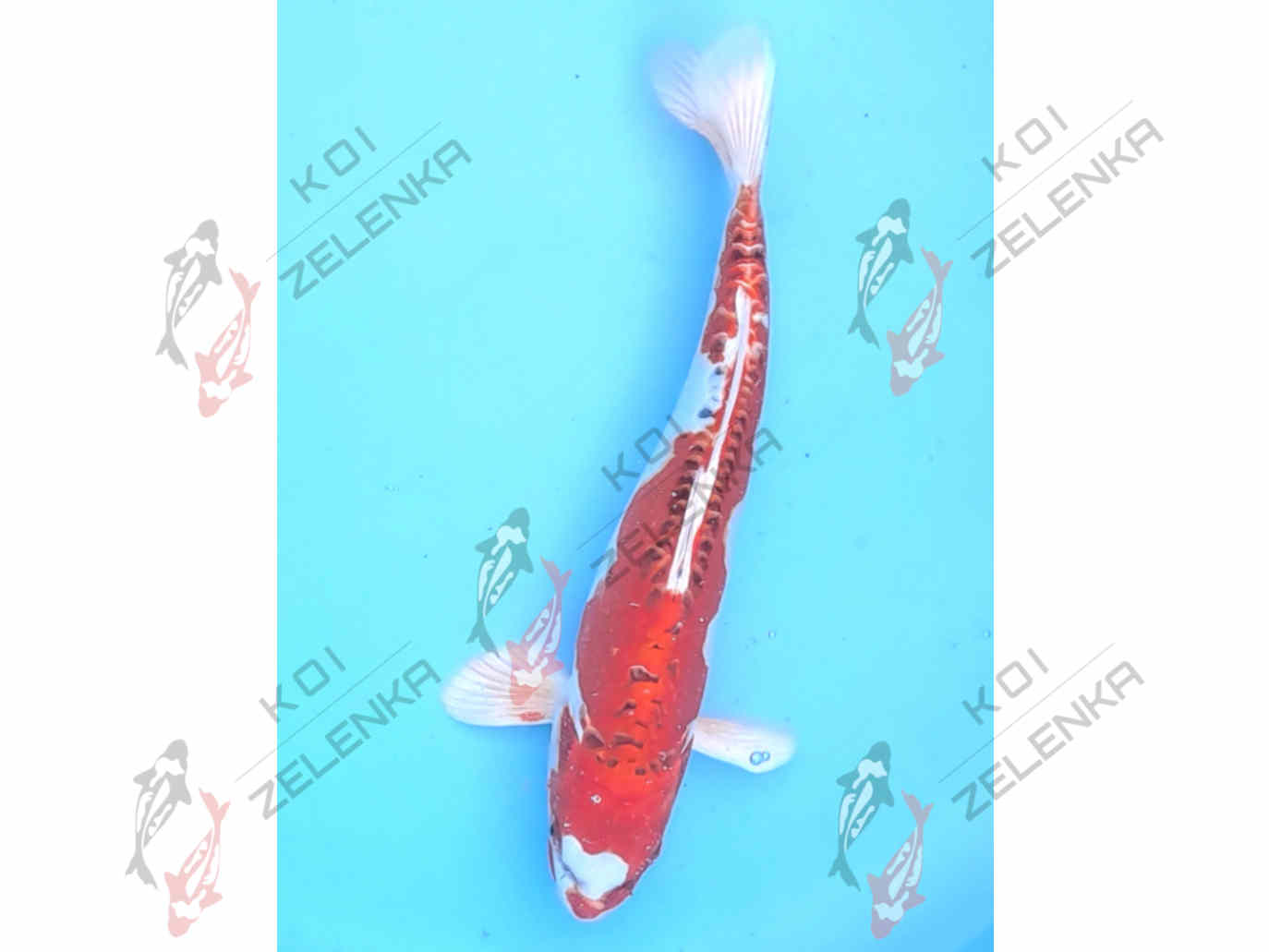 Koi - Benikikokurui