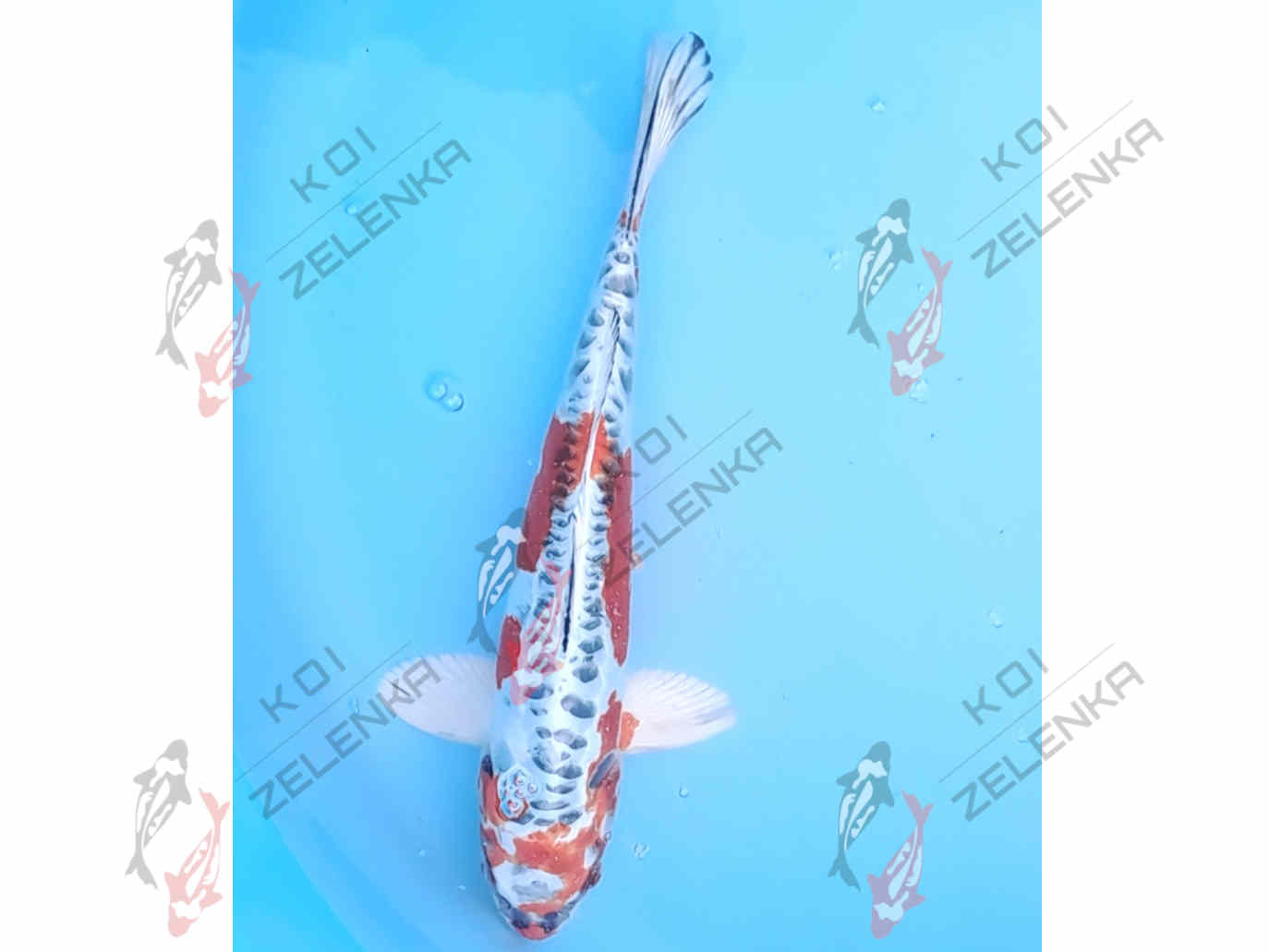 Koi -  Benikikokurui