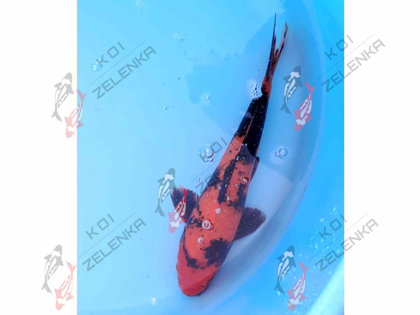 Koi - Hi Utsuri