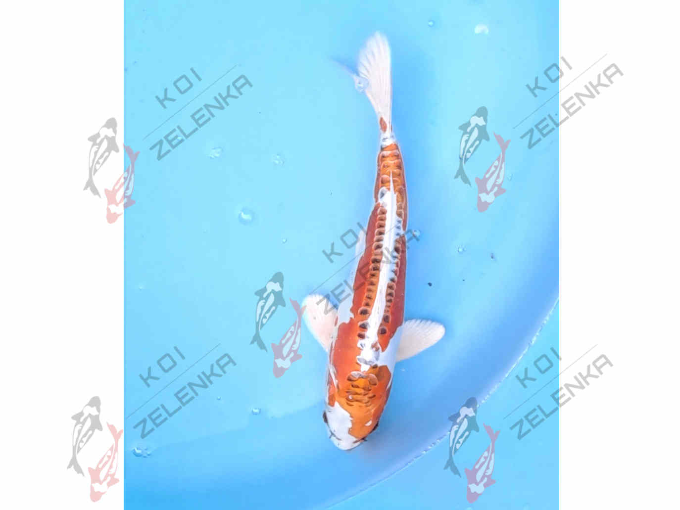 >Koi - Benikikokurui