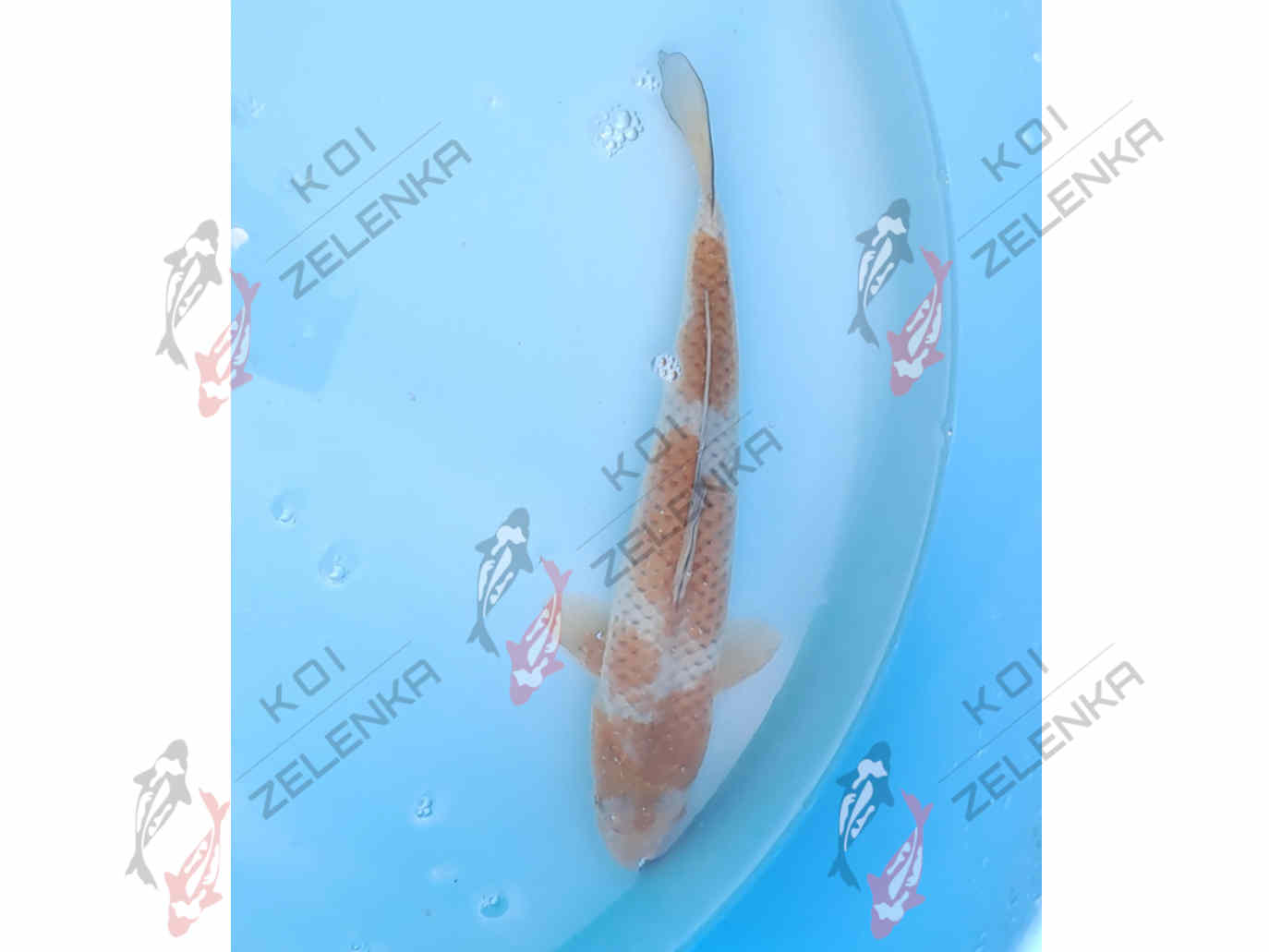 Koi -  Ochiba
