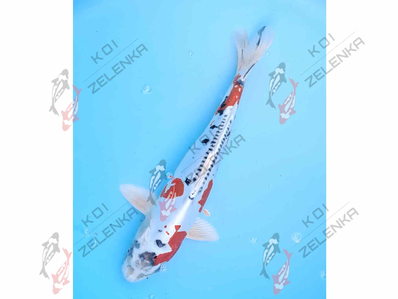 Koi - Benikikokurui