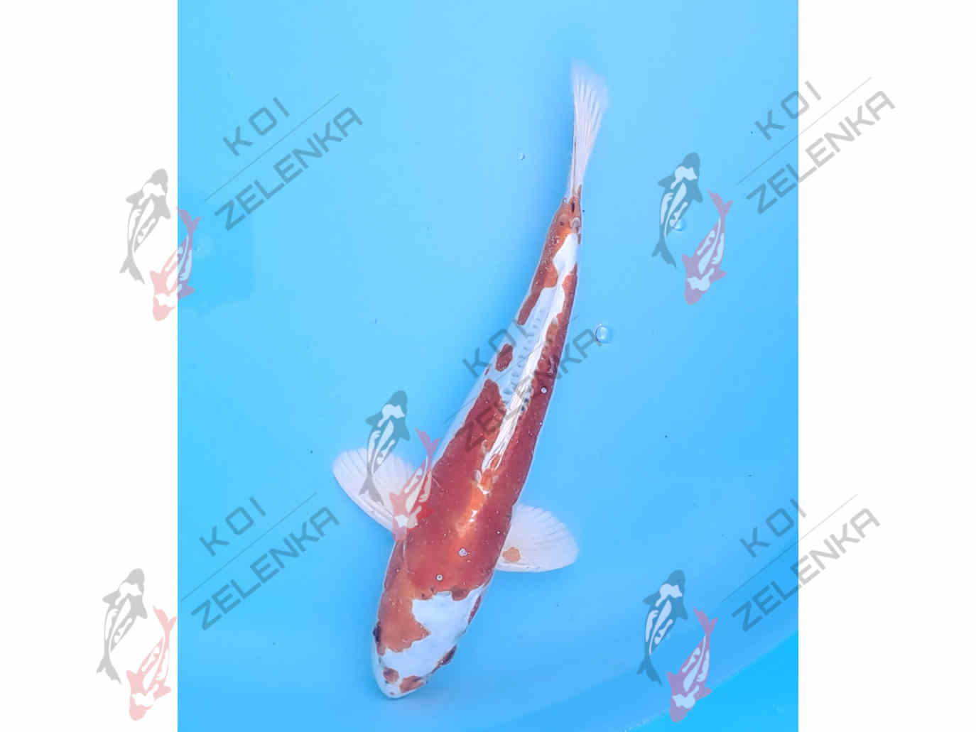 >Koi - Kikusui