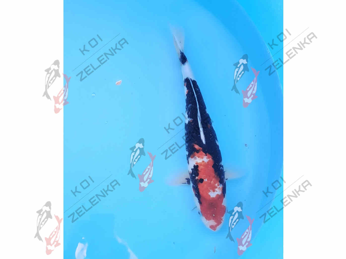 Koi -  Showa