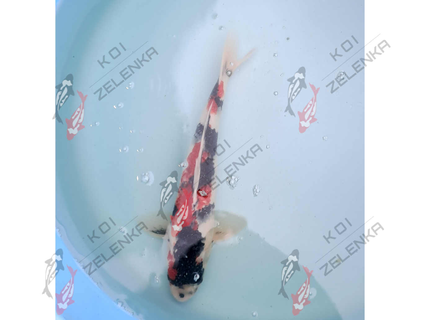 Koi - Showa