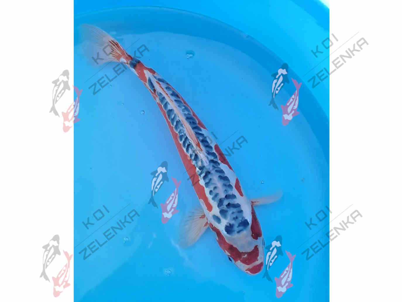 Koi - Shusui