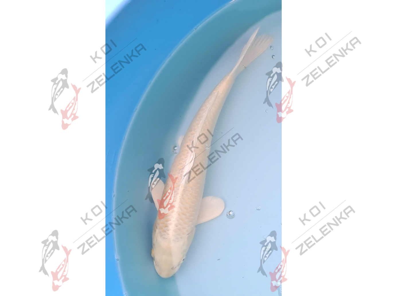 Koi - Yamabuki