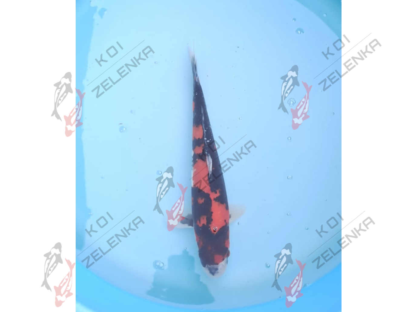 Koi - Showa