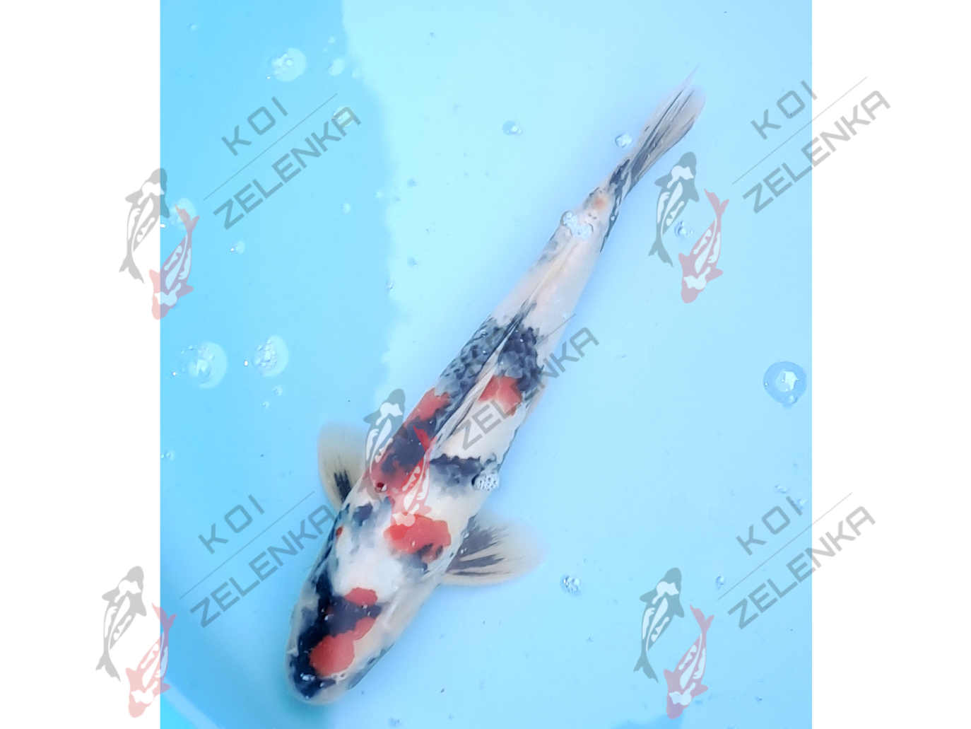 Koi - Showa