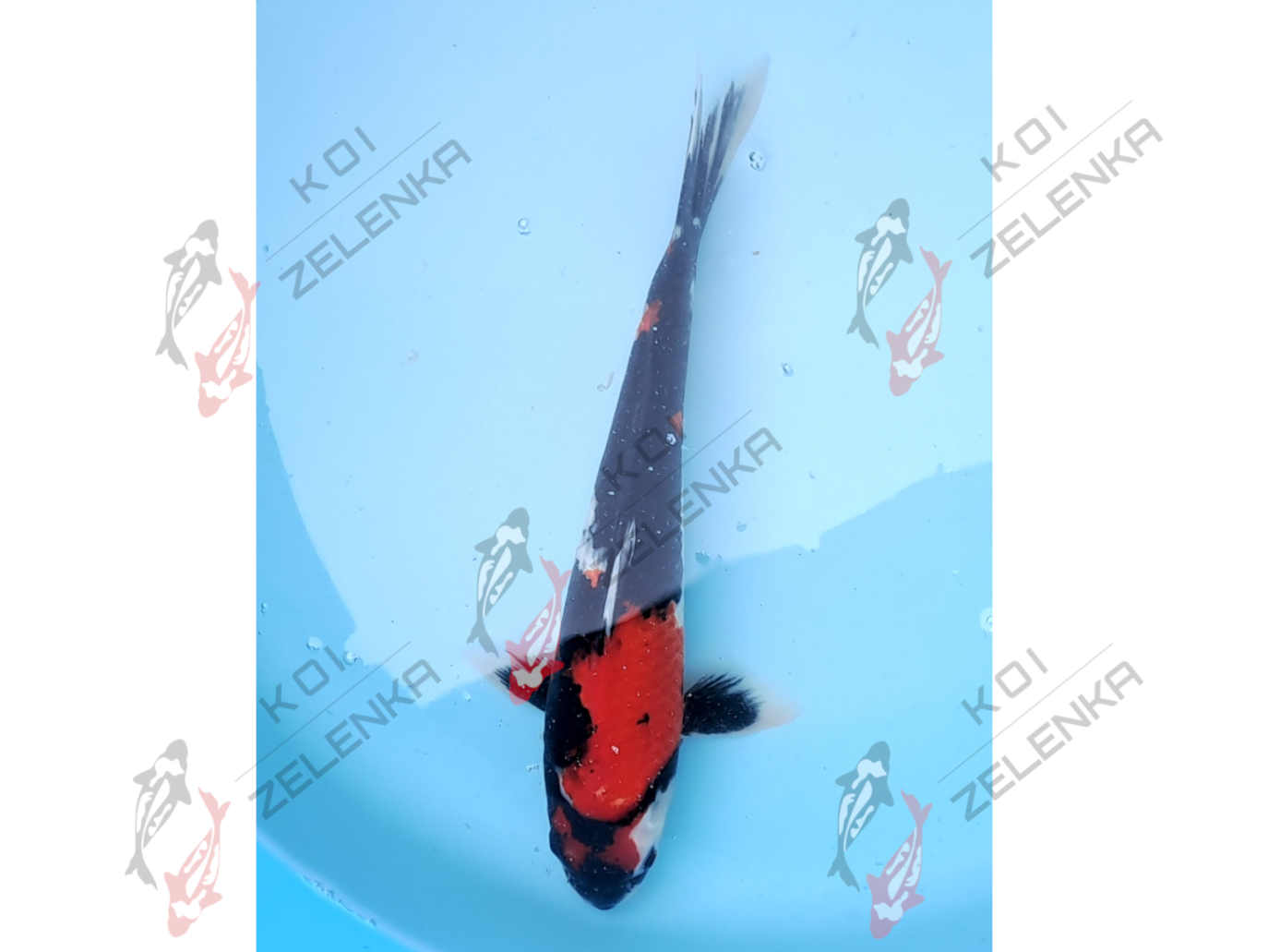 Koi - Showa