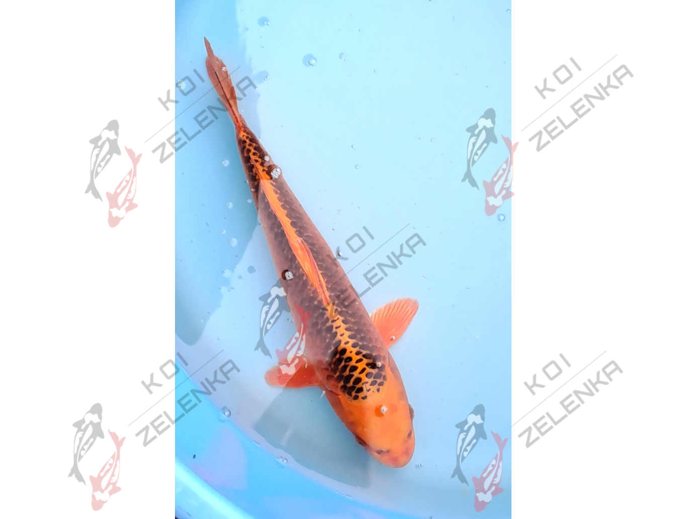 Koi - Kin Matsuba
