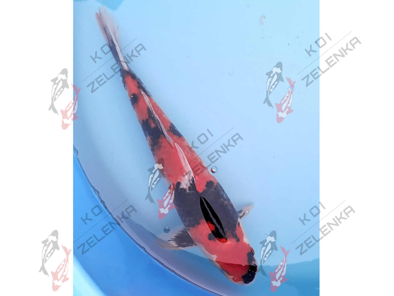 Koi - Showa