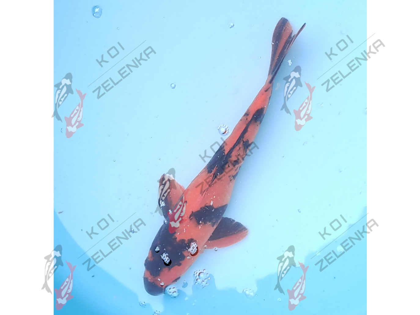Koi - Hi Utsuri