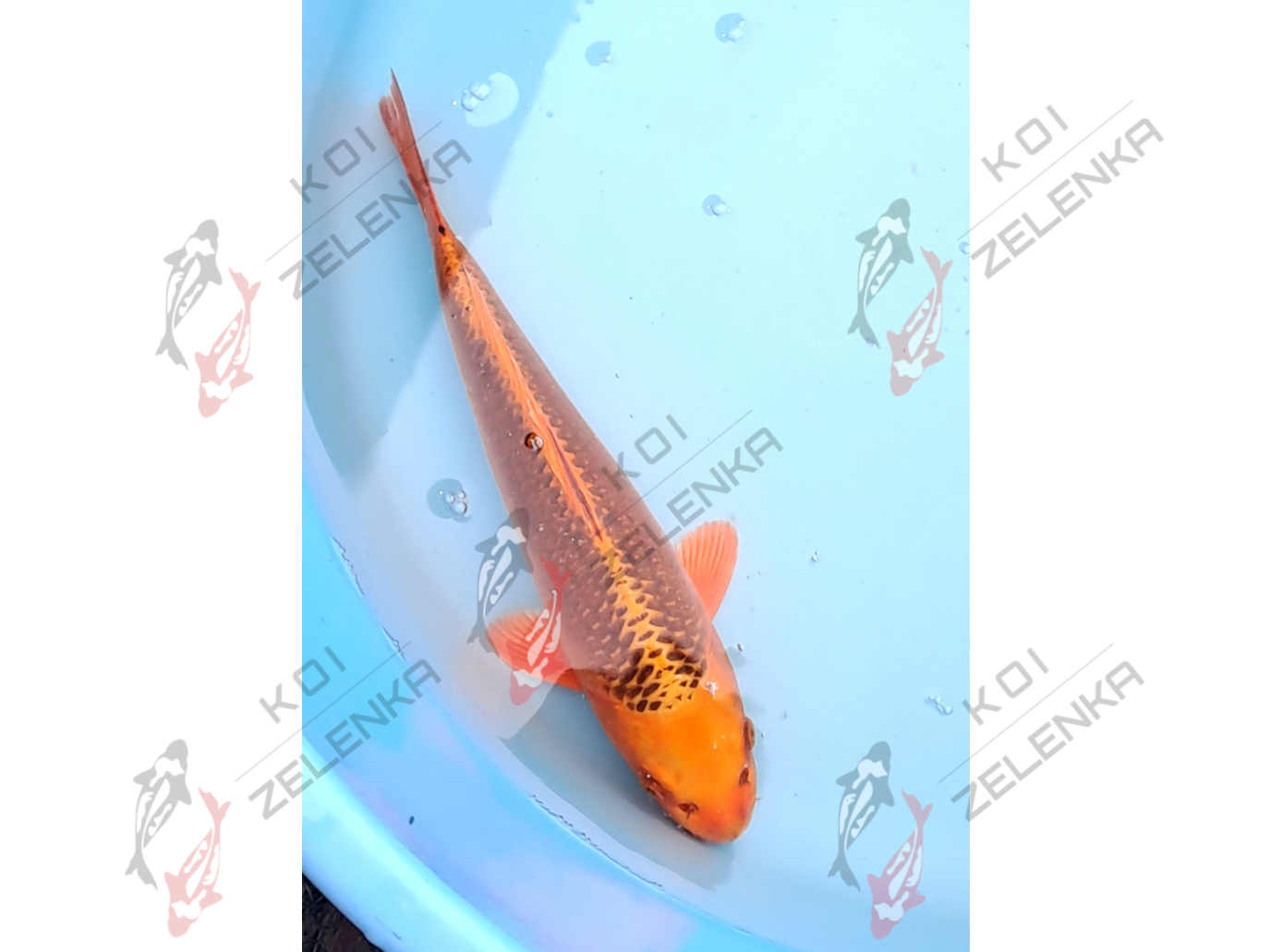 Koi - Kin Matsuba