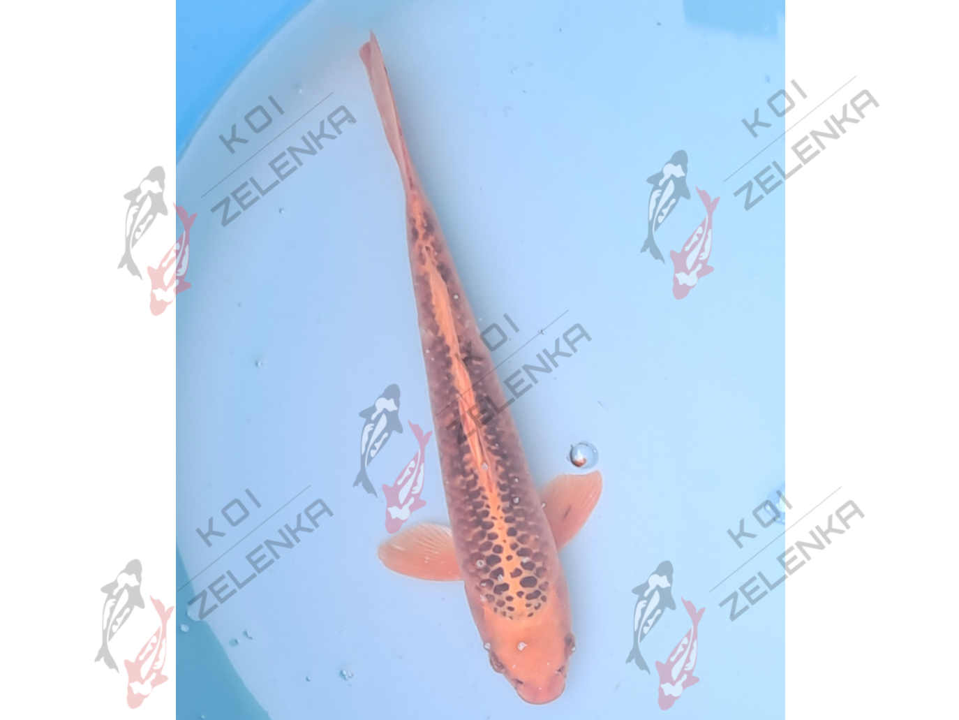 Koi - Kin Matsuba