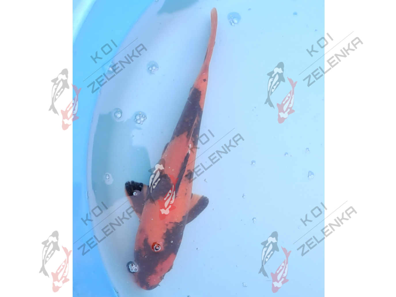 Koi - Hi Utsuri