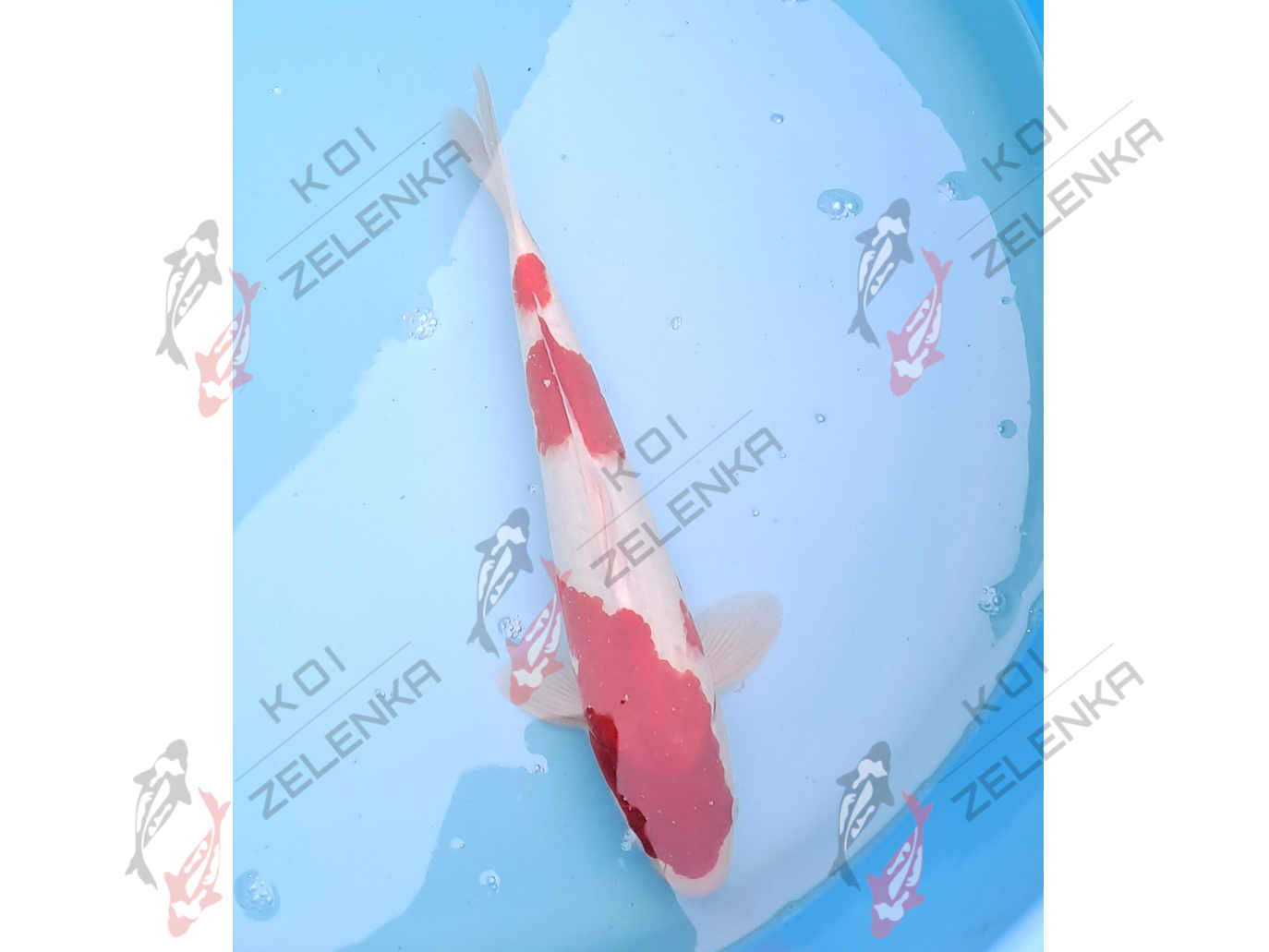 Koi - Kohaku