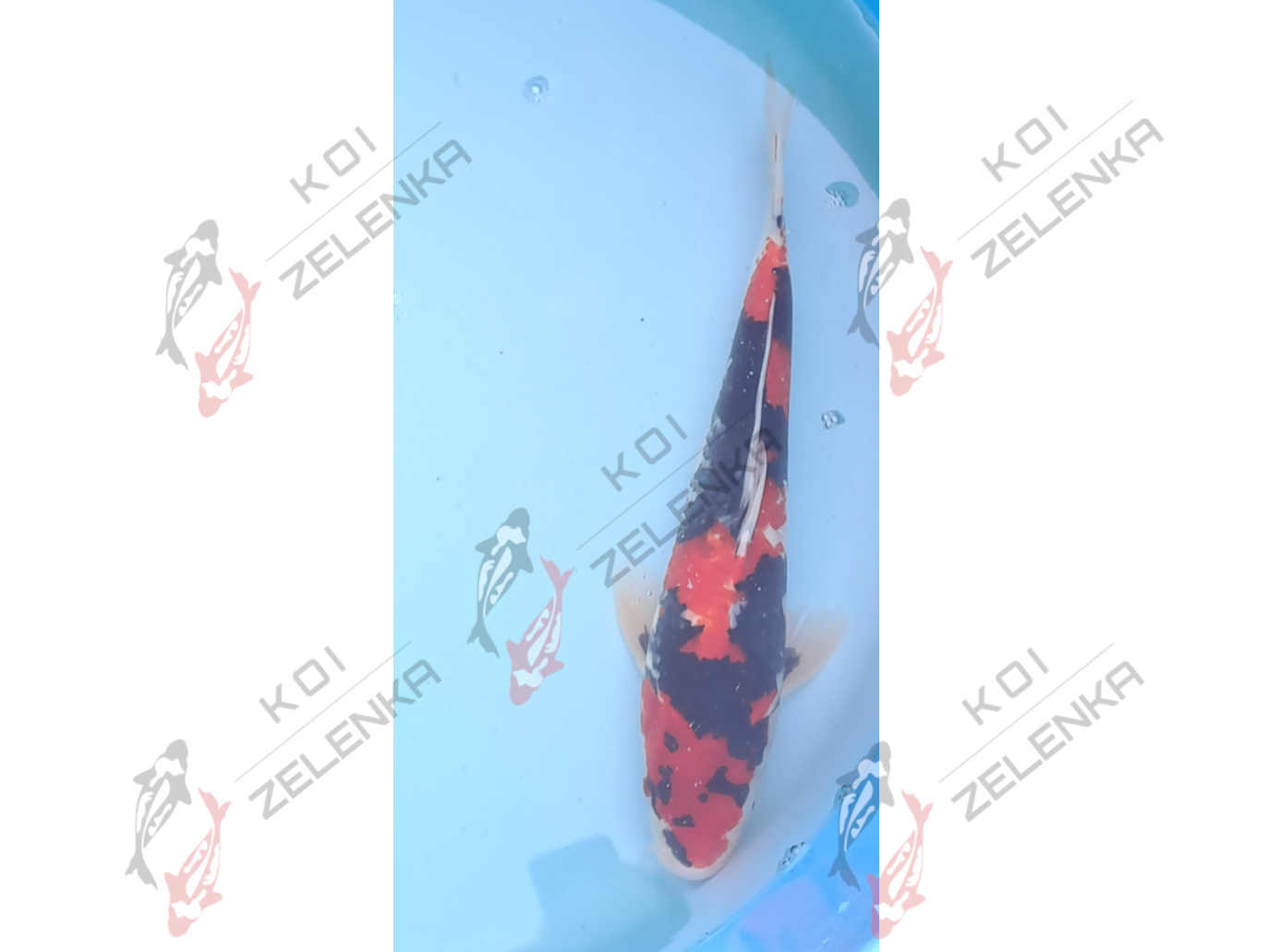 Koi - Showa