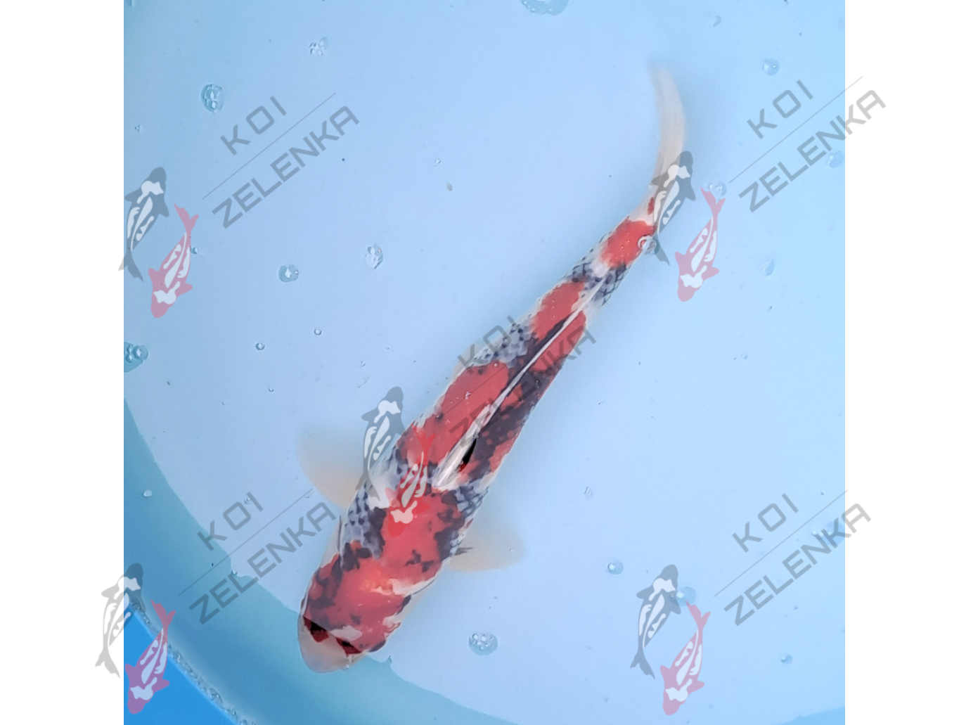 Koi - Showa