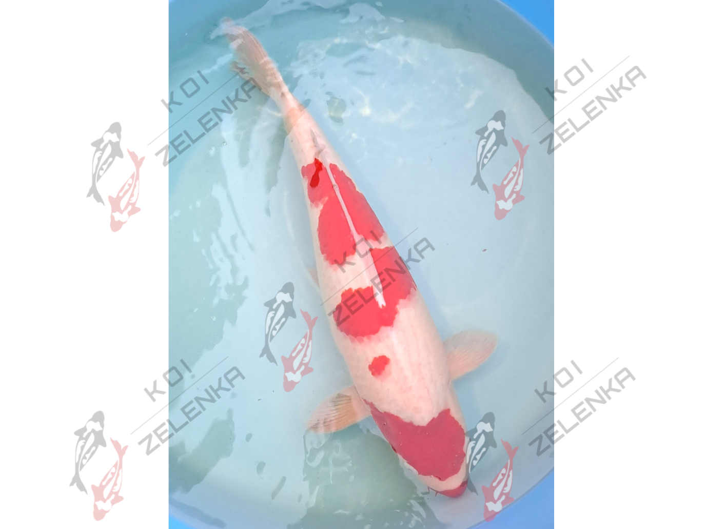 Koi - Kohaku