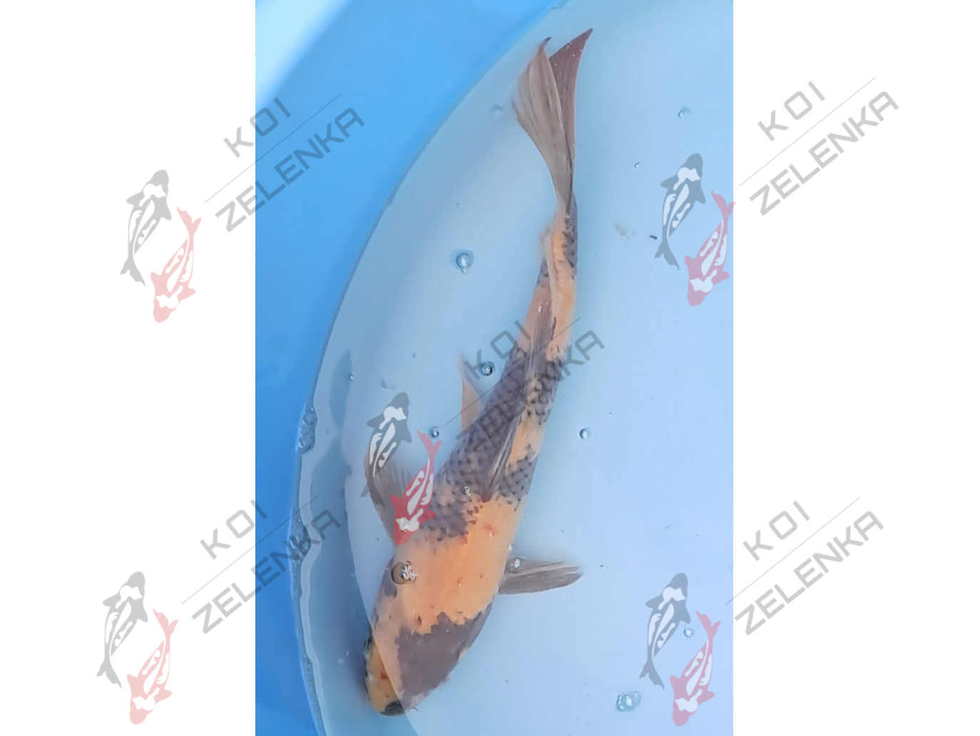 Koi - Ki Utsuri
