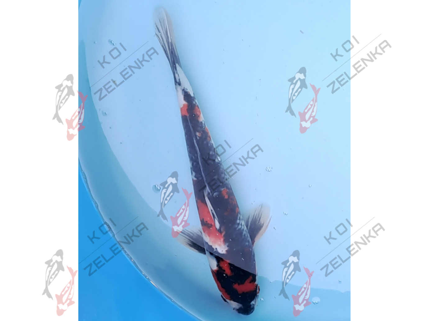 Koi - Showa