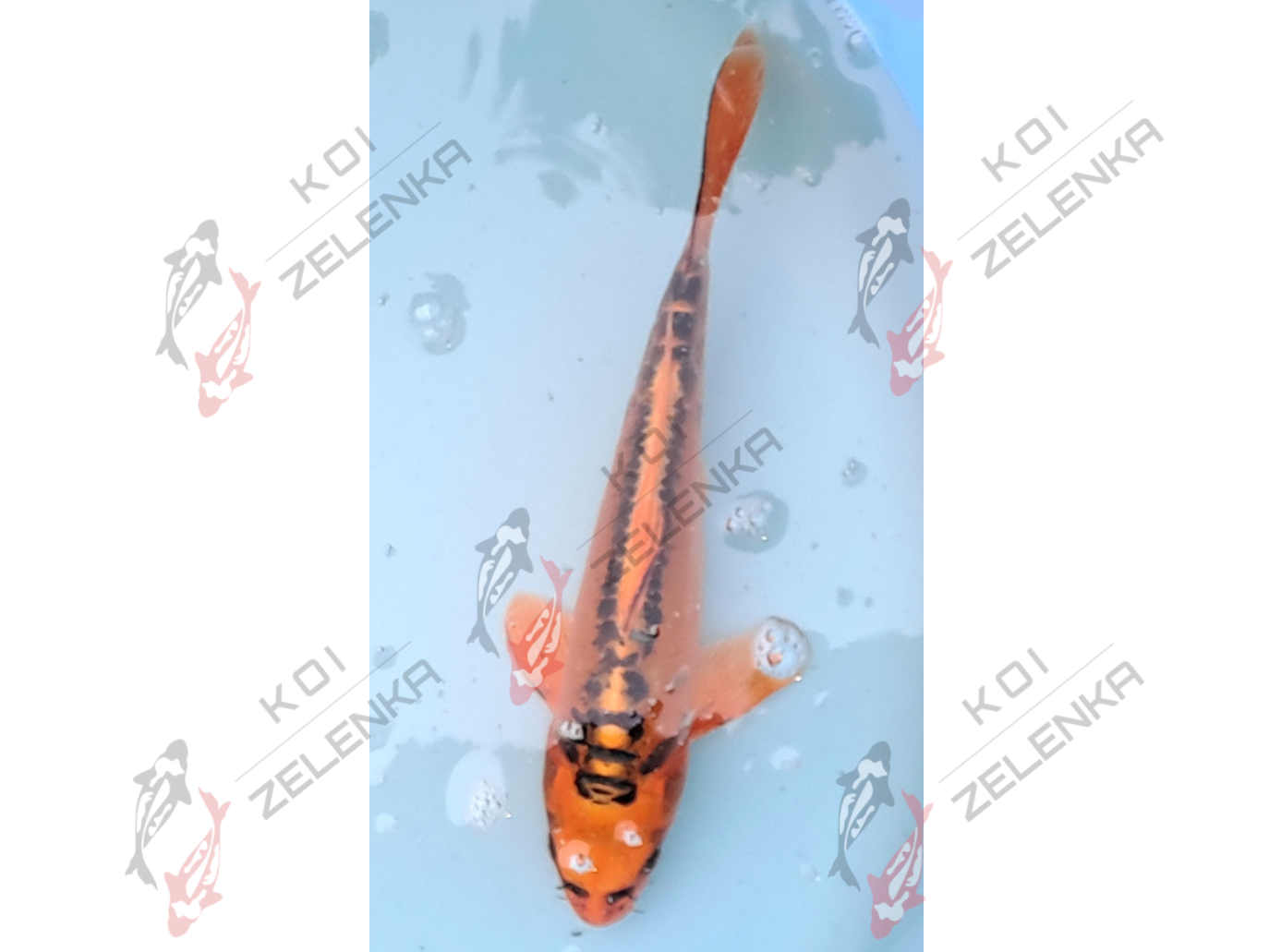 Koi - Mizuho Ogon