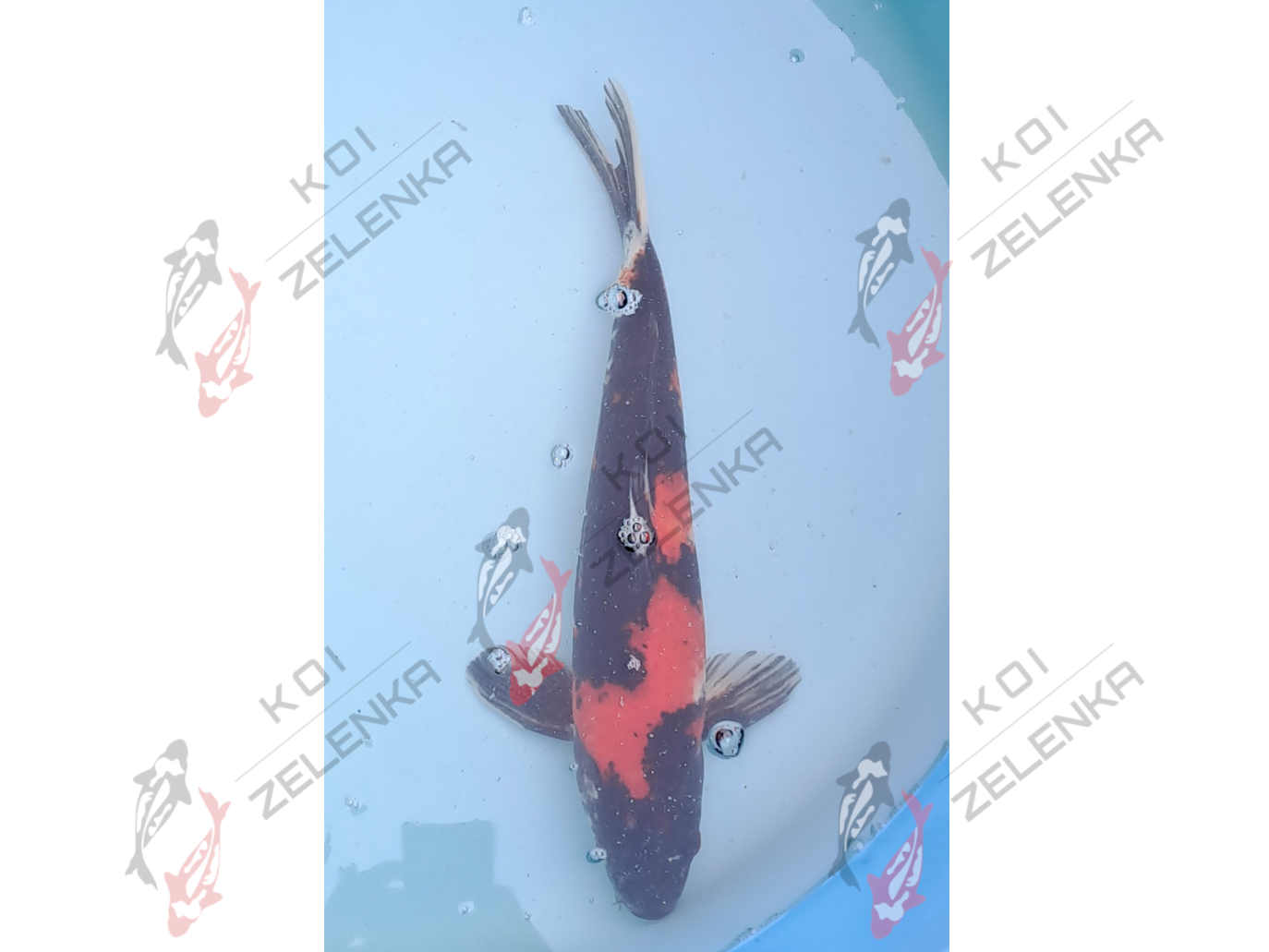 Koi - Showa