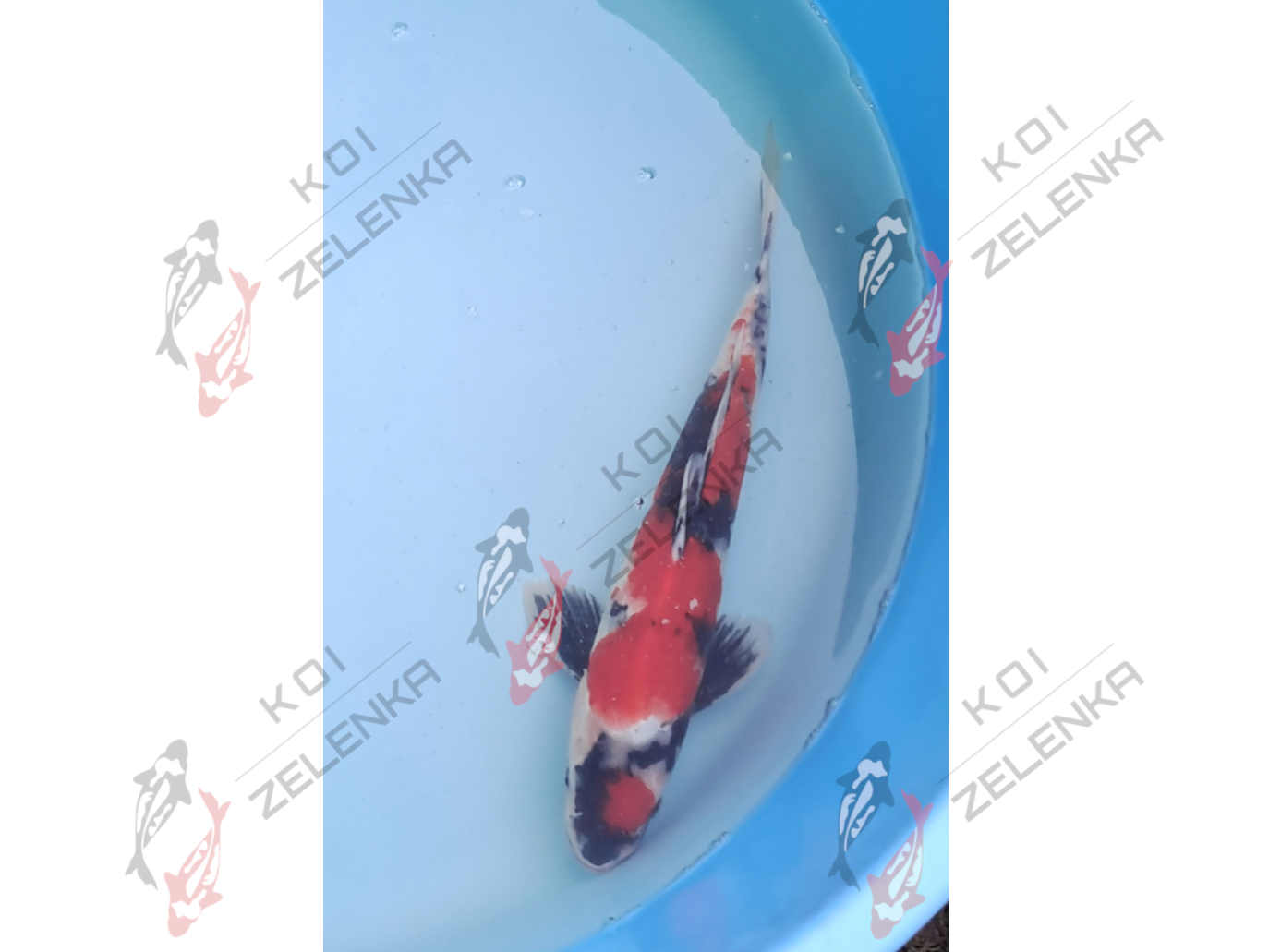Koi - Showa