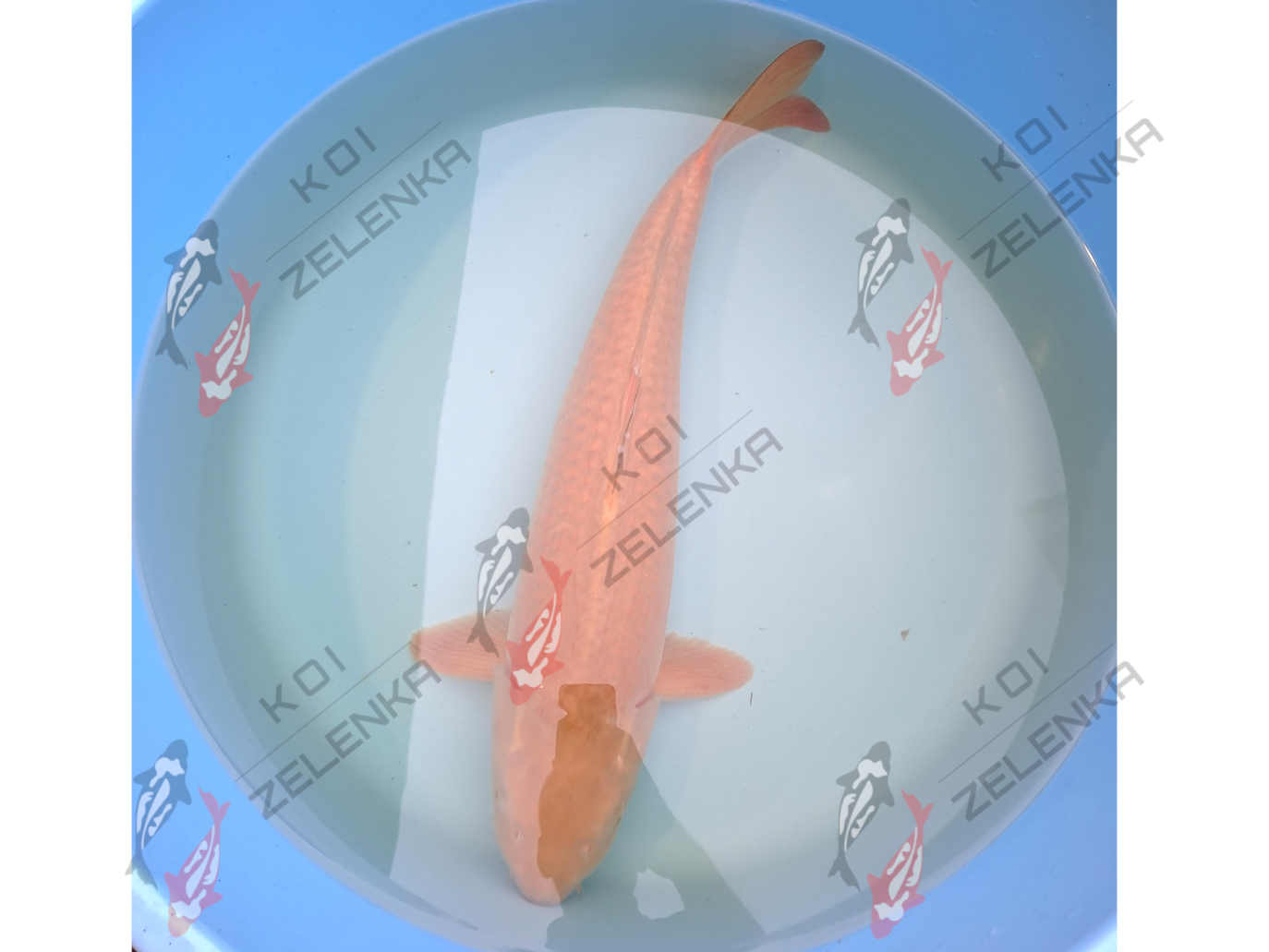 Koi - Chagoi