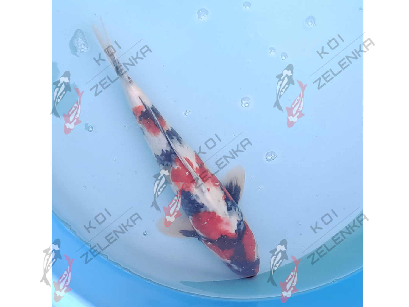 Koi - Showa