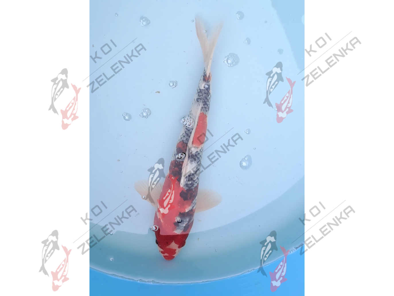 Koi - Showa