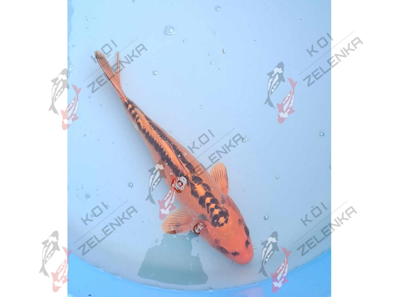 Koi - Mizuho Ogon