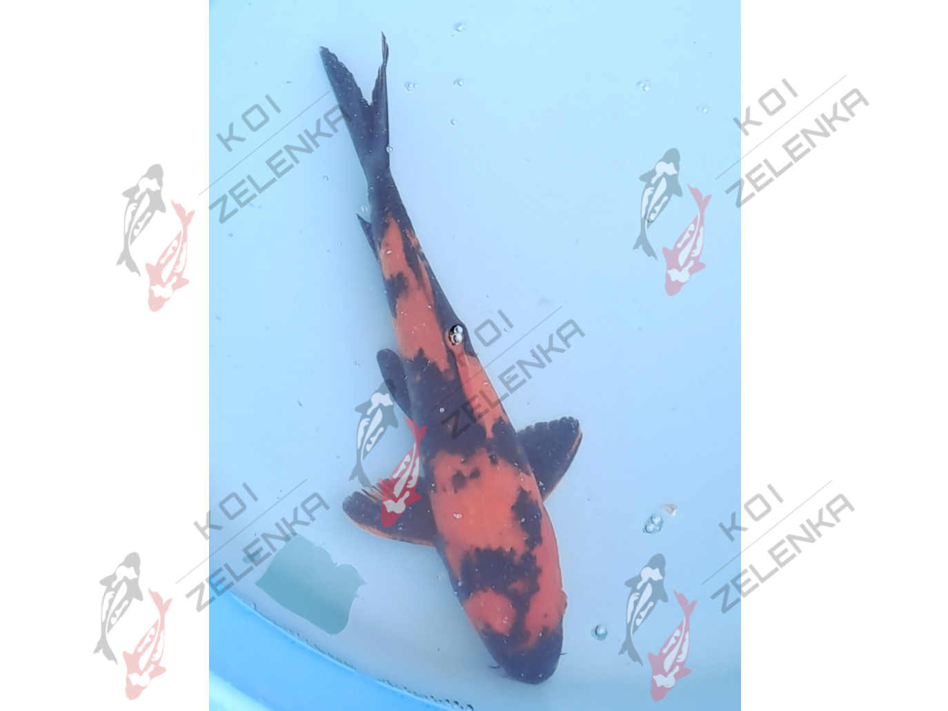 Koi - Hi Utsuri