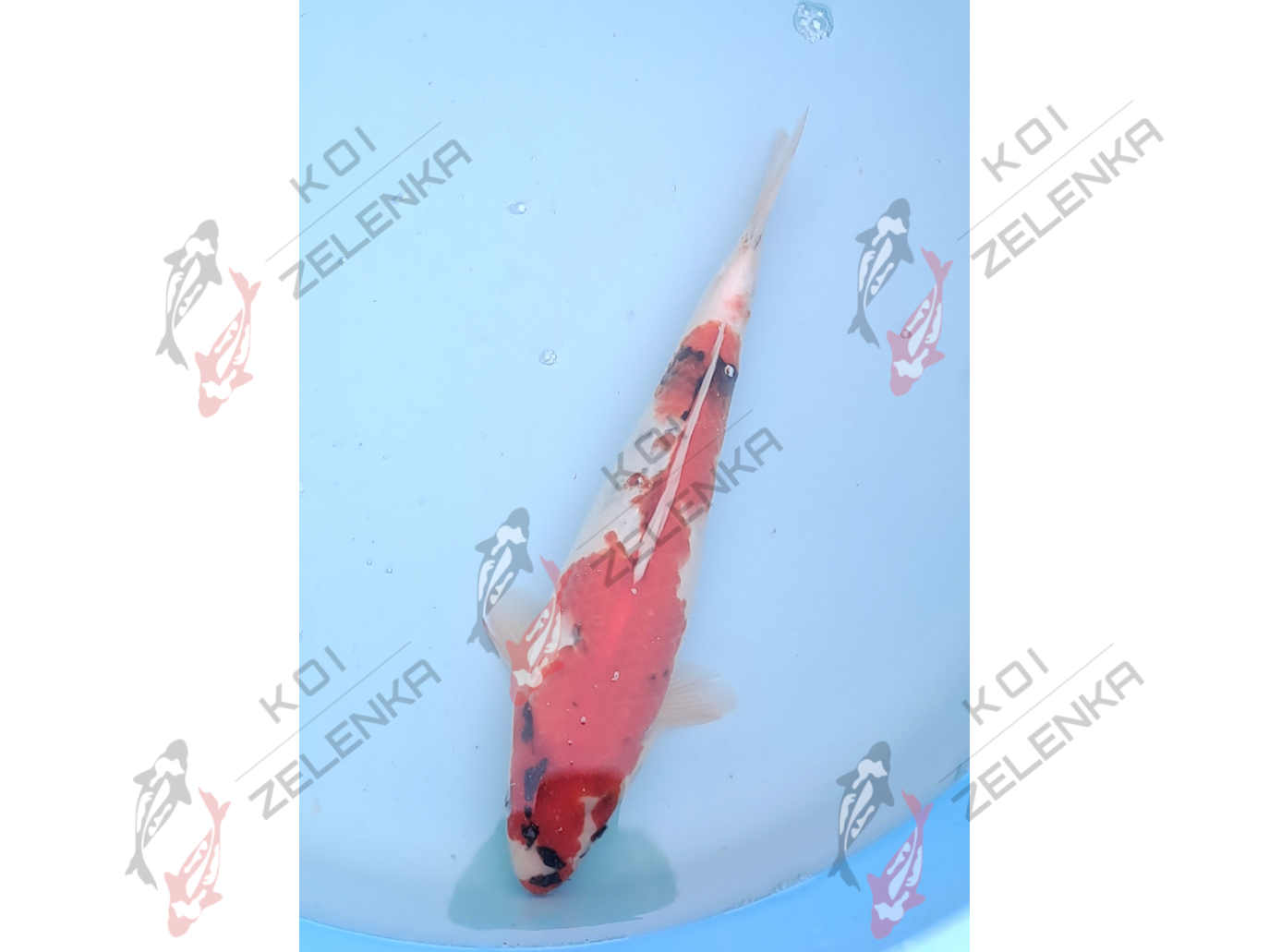 Koi - Showa