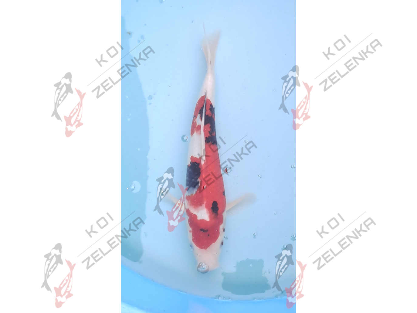 Koi - Showa
