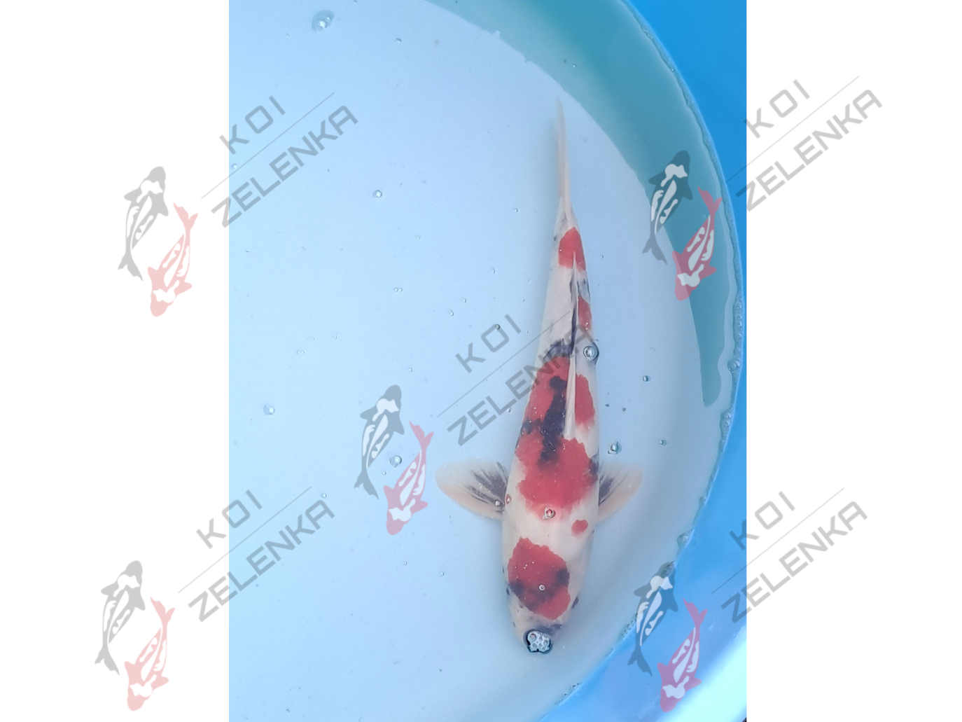 Koi - Showa