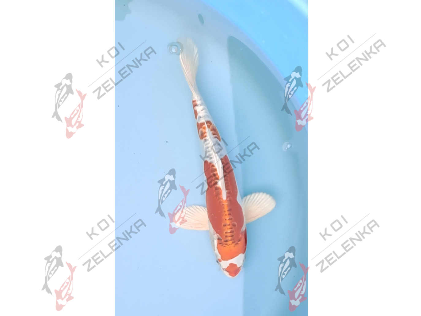 Koi - Kikusui