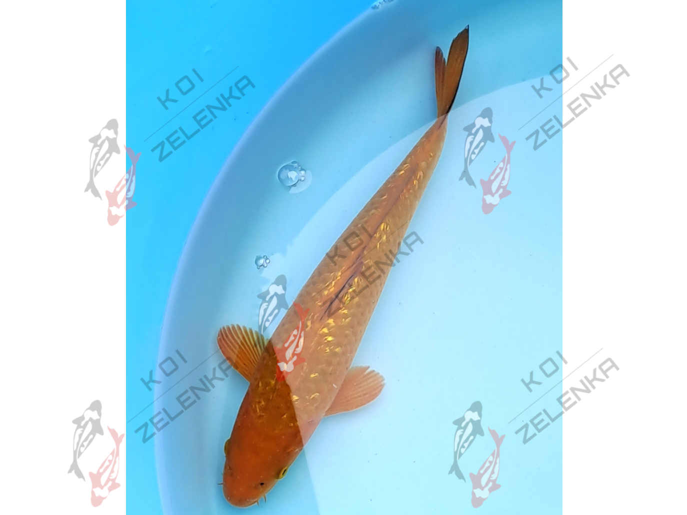 Koi - Girin Chagoi