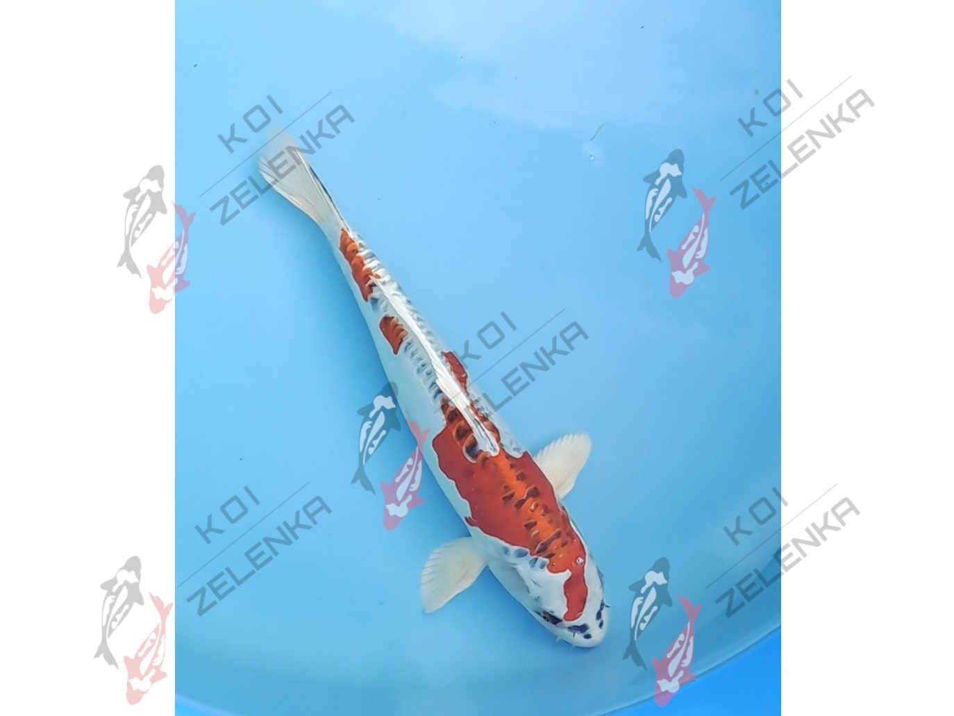 Koi - Benikikorui