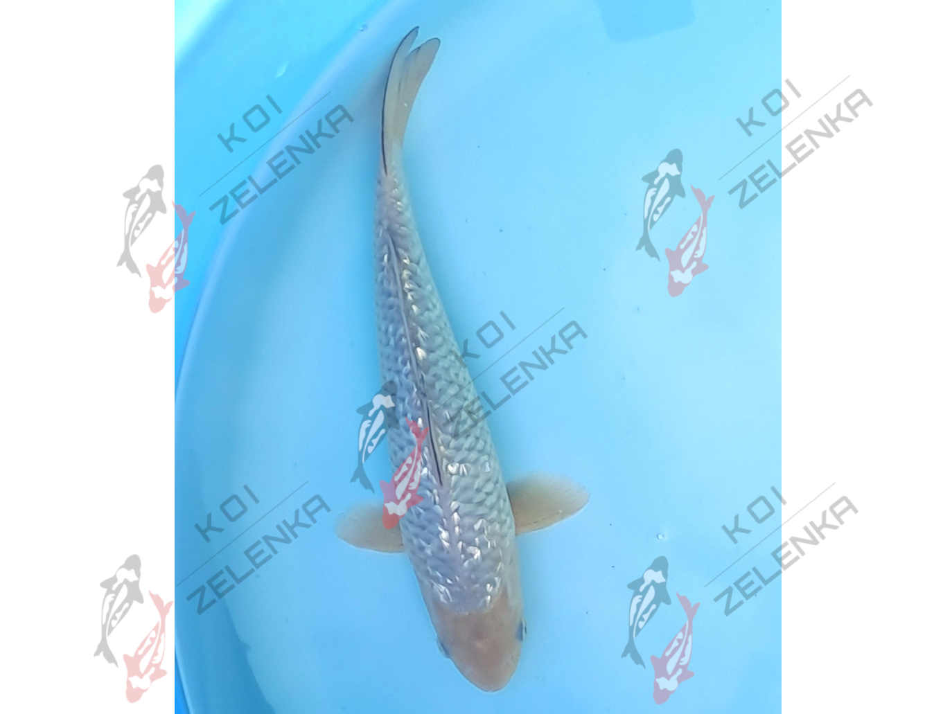 Koi - Girin Saragoi
