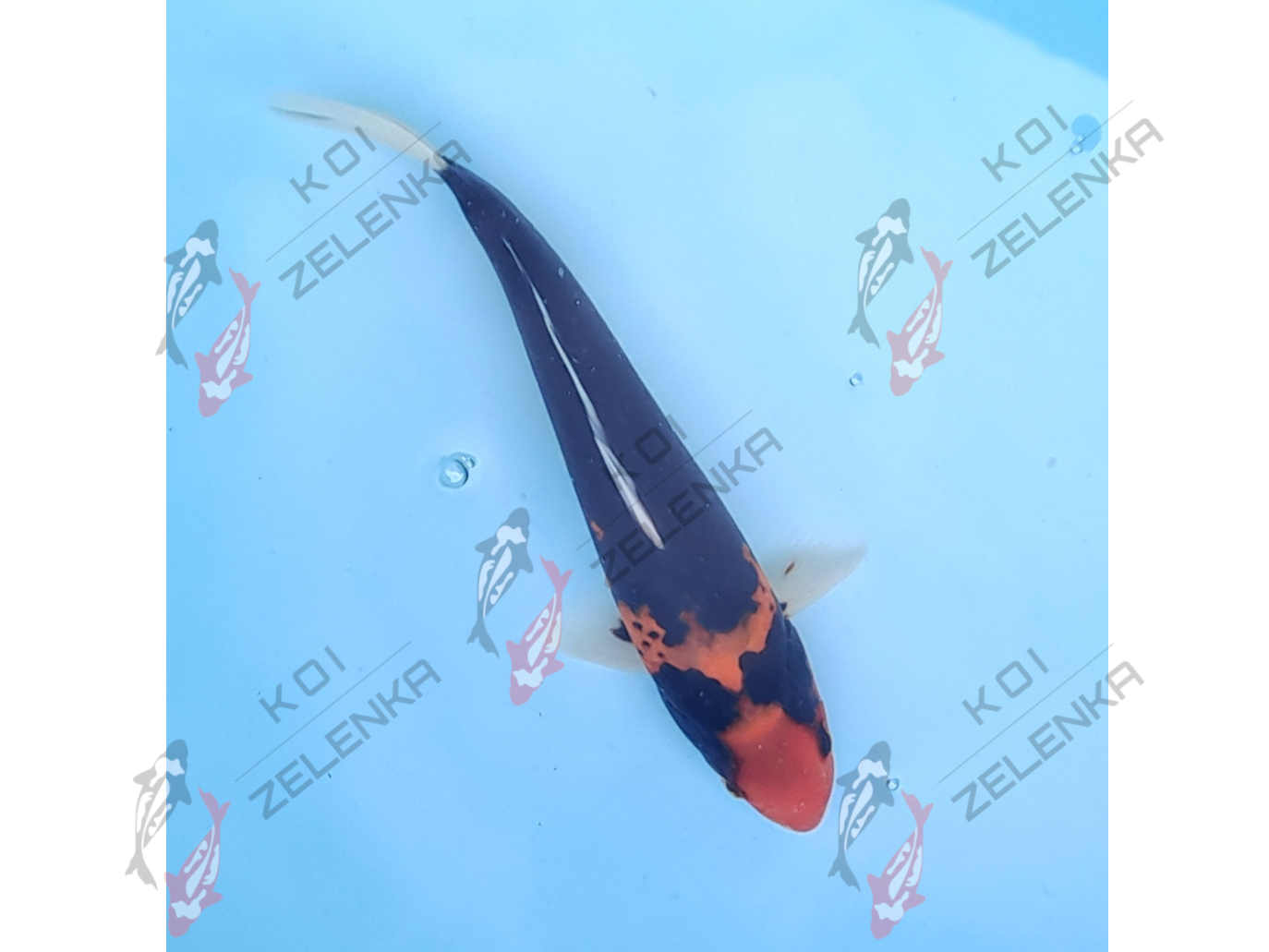 Koi