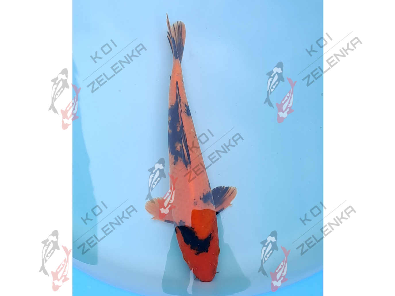 Koi - Hi Utsuri